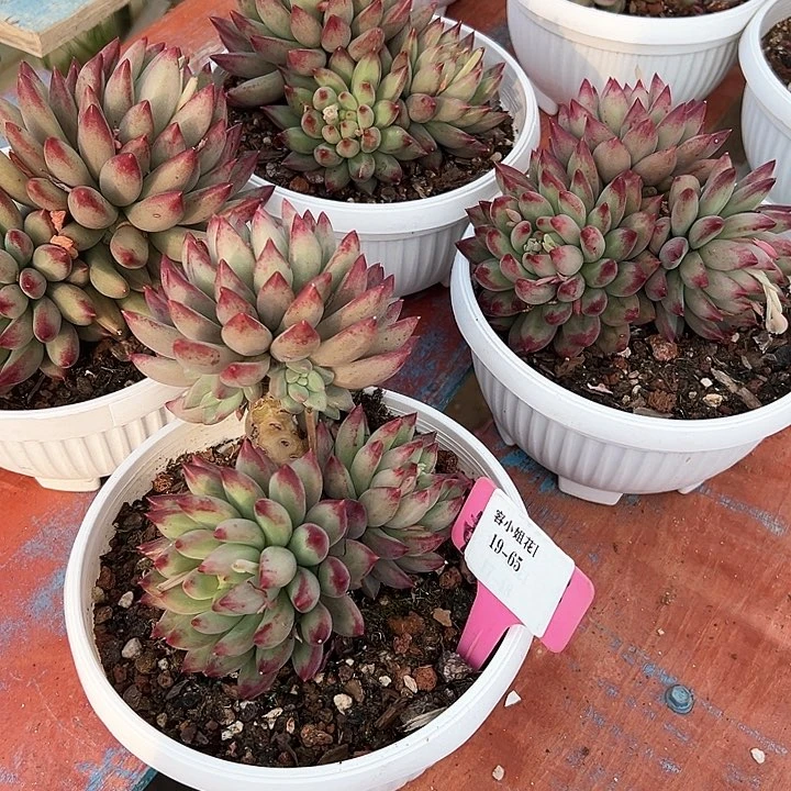 19.65虞美人带盆一个