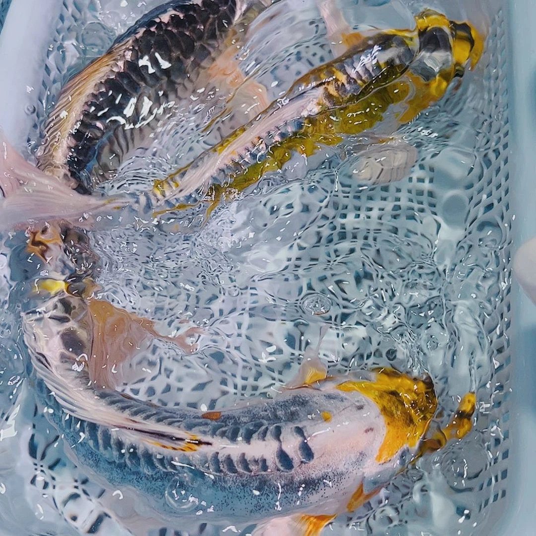 锦鲤锦鲤冷水观赏104