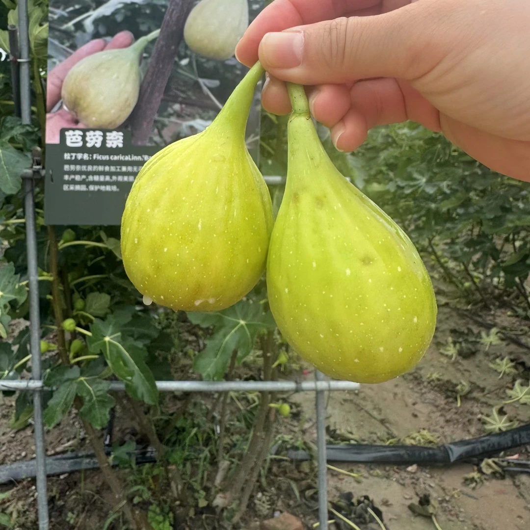 崇明本地无花果新鲜应季软糯香甜
