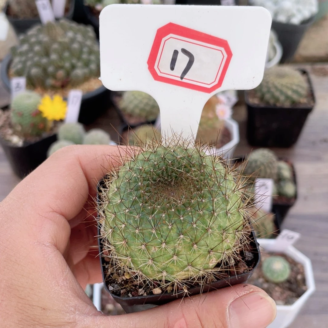 17往事多肉园仙人球