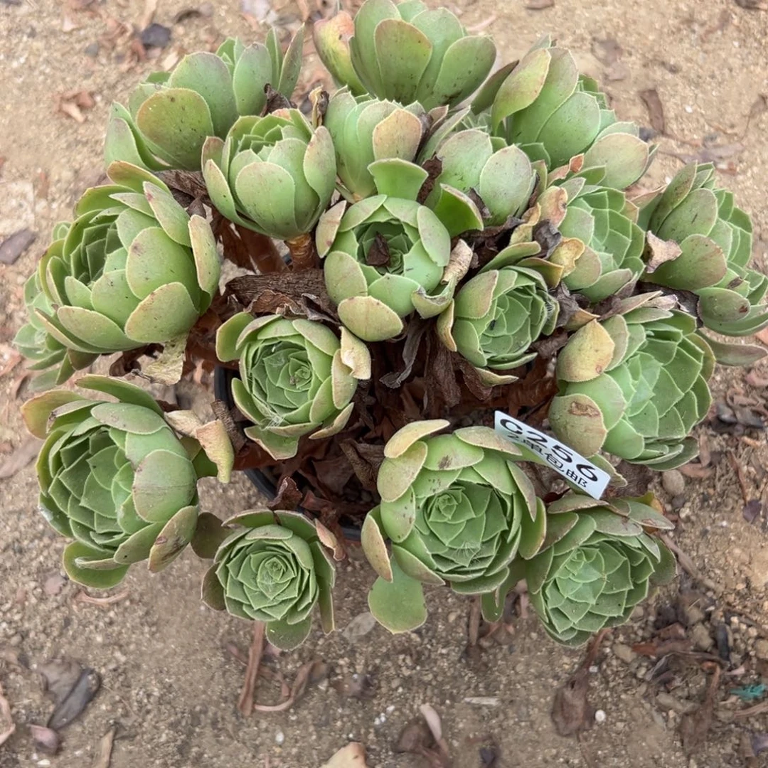 256多肉  圣罗兰 不包断头