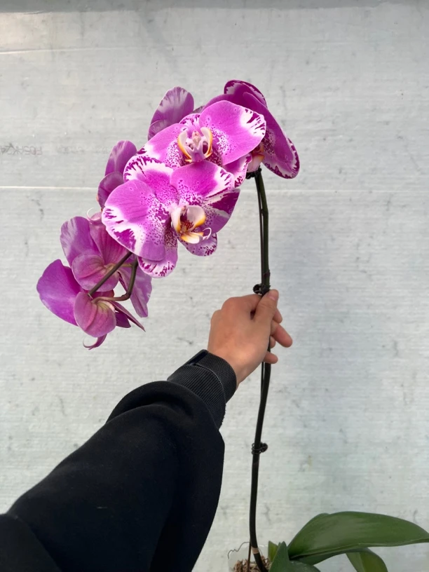 （万红精选）藏宝图大花蝴蝶兰带花珠