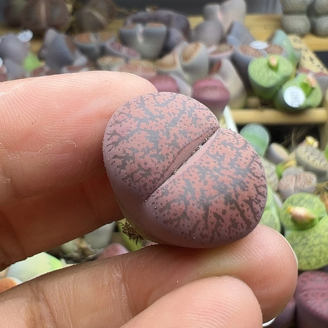 422清货价格不作参考