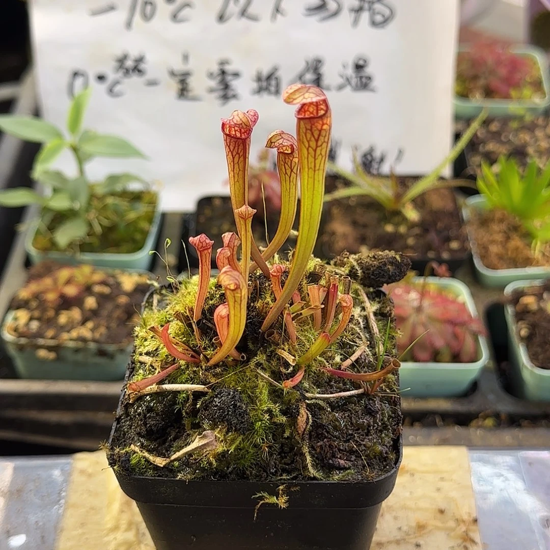 完全开放原种小瓶子草