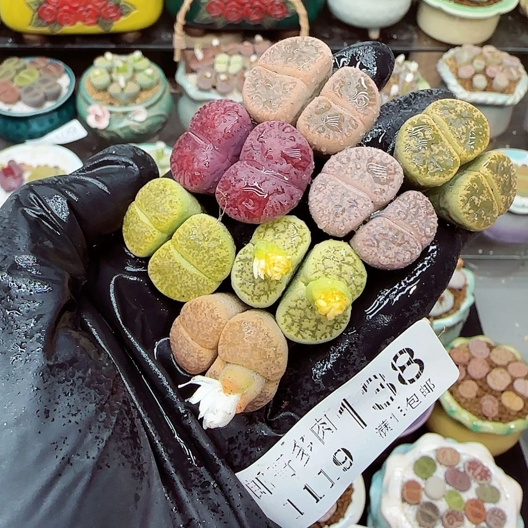 生石花满18包邮1119-138