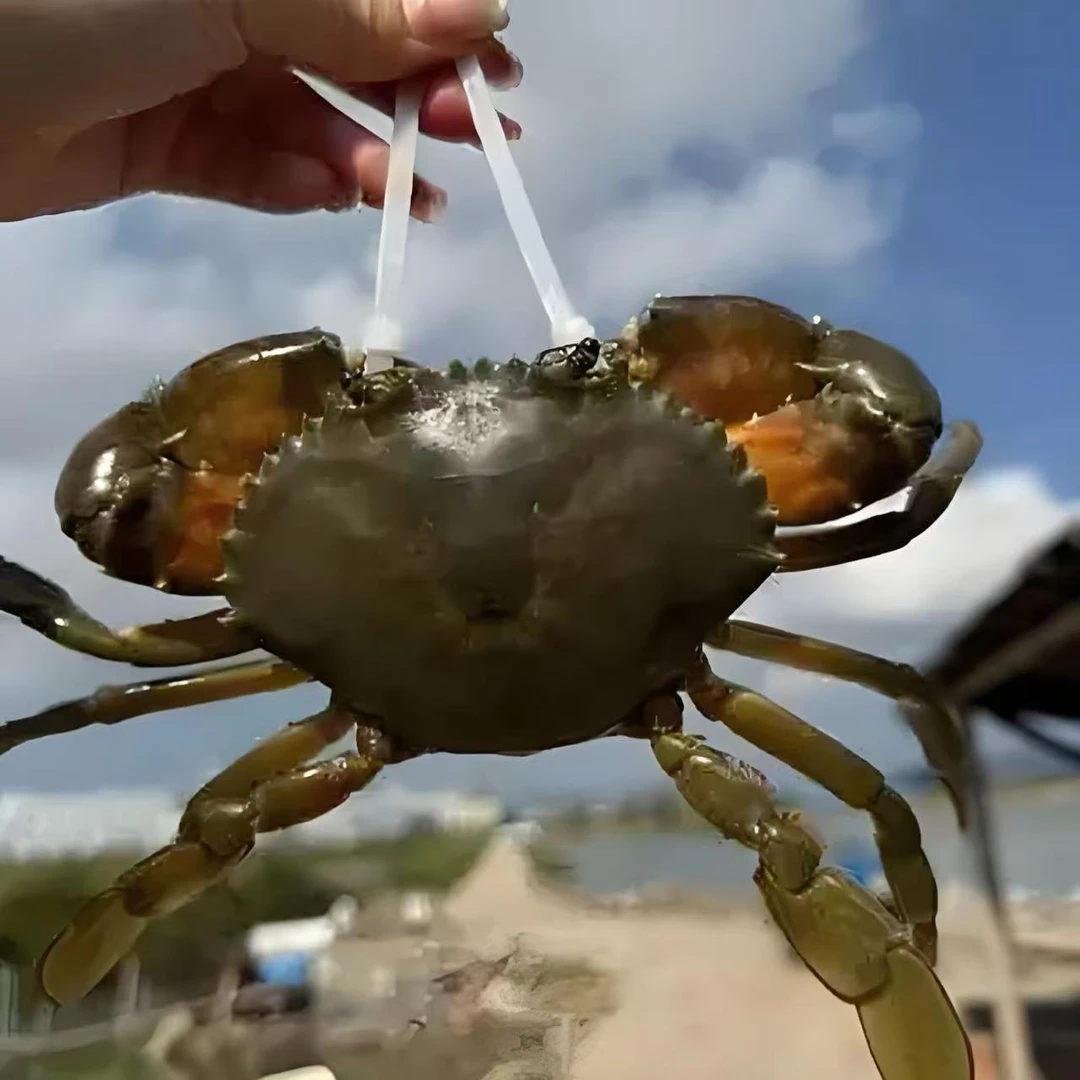 鲜活直发3-4两燕母蟹 黄膏青蟹 包肥