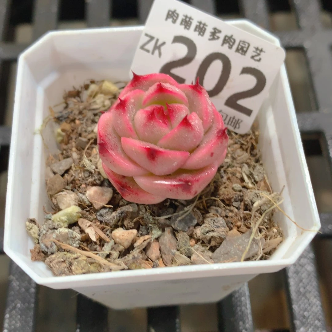 肉萌萌拇指盆精控多肉ZK202