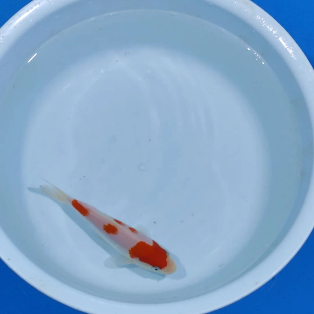 锦鲤14公分红白不寄养手术过