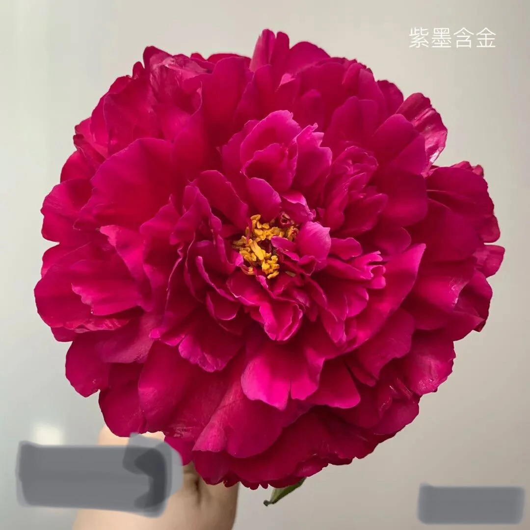 菏泽基地直发黑色系重瓣观赏【墨子含金芍药】裸根发货