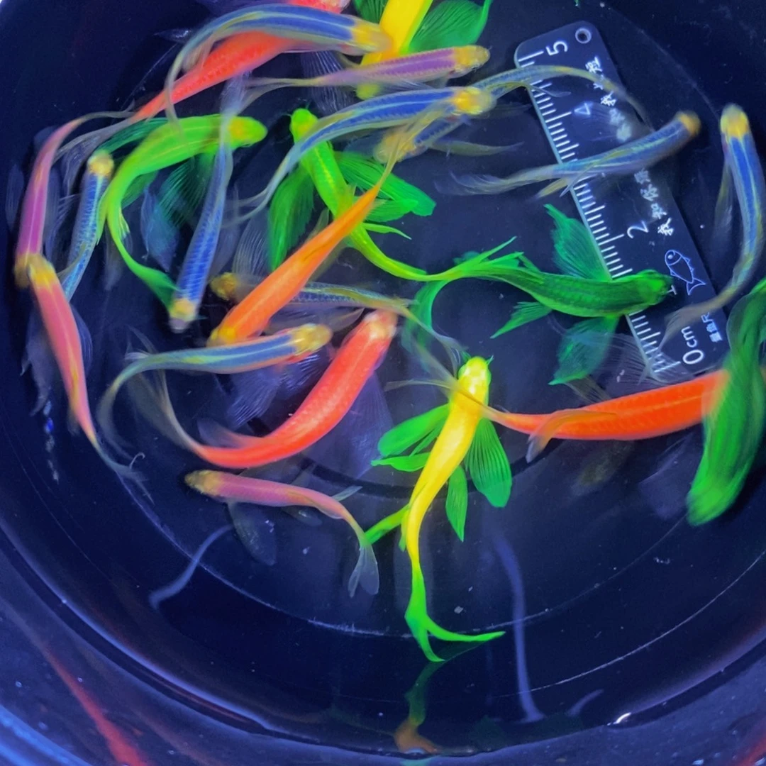 斑马鱼蝶翼斑马大小混搭23条