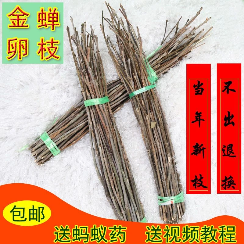 苹果金蝉卵枝养殖知了猴卵幼苗爬叉卵金蝉卵枝知了猴苗知了猴卵枝