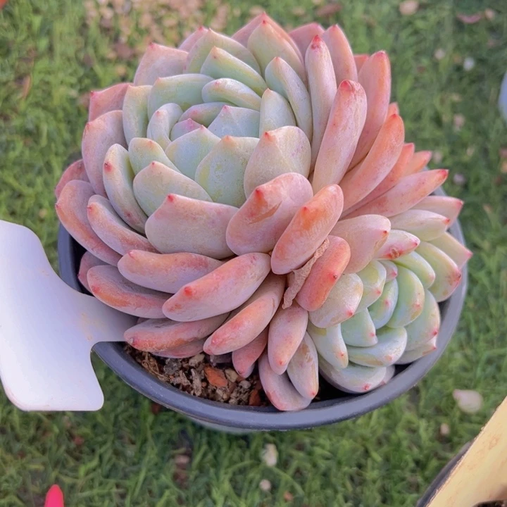 健健康康平平安安