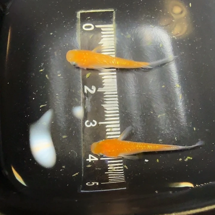 青鳉鱼43号拍品王华