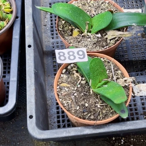 889卧牛2棵脱土一物一图如图