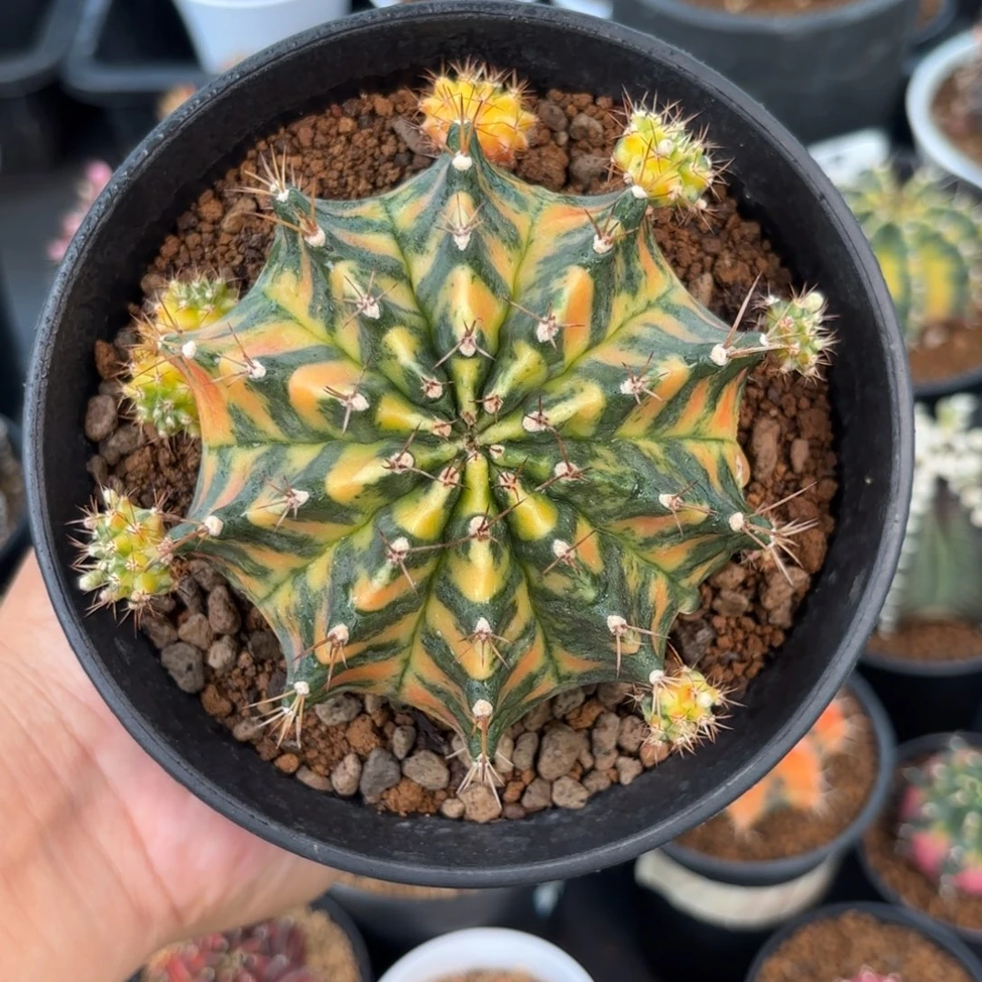 泰系米哈仙人球3500