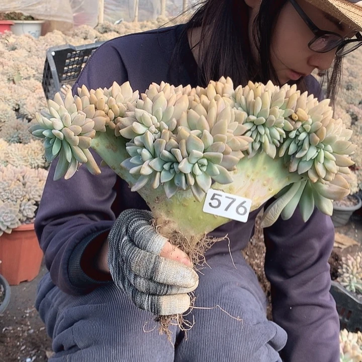 576 淡雪缀 一物一拍