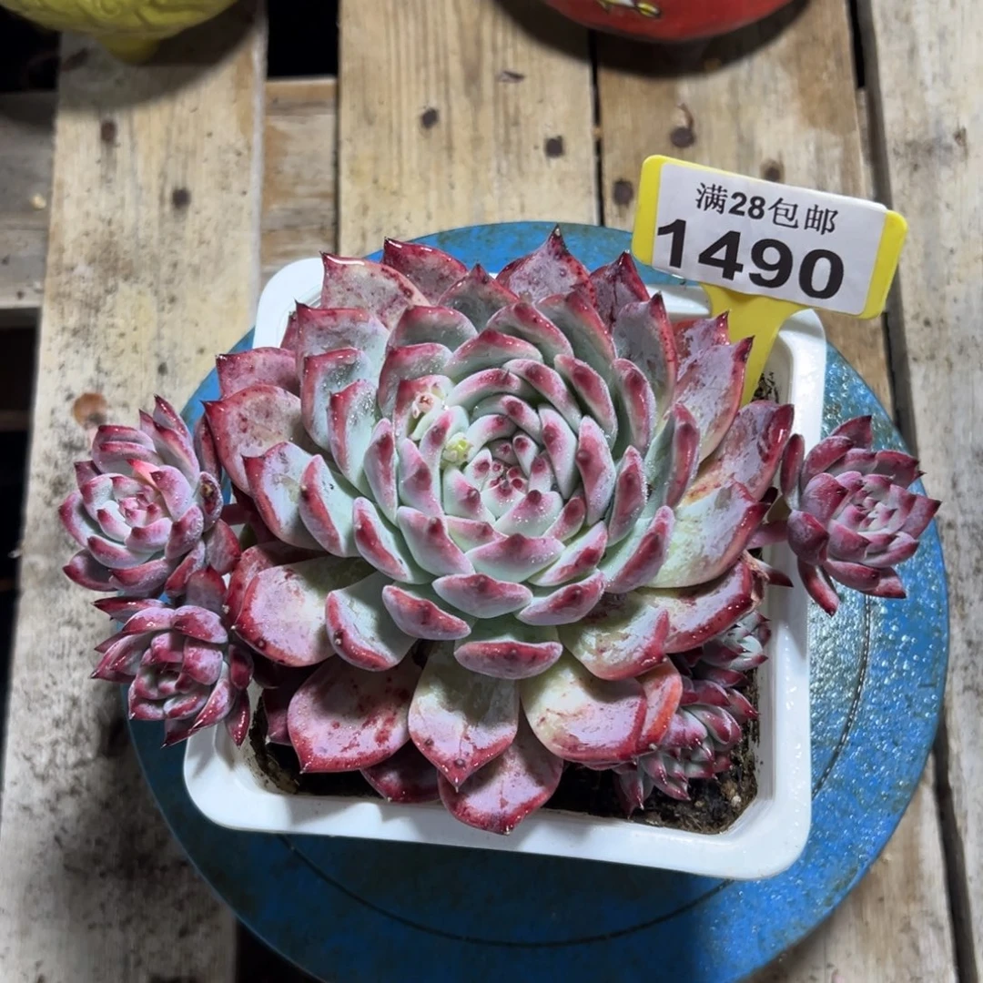 1490原始卡罗拉，冠服17