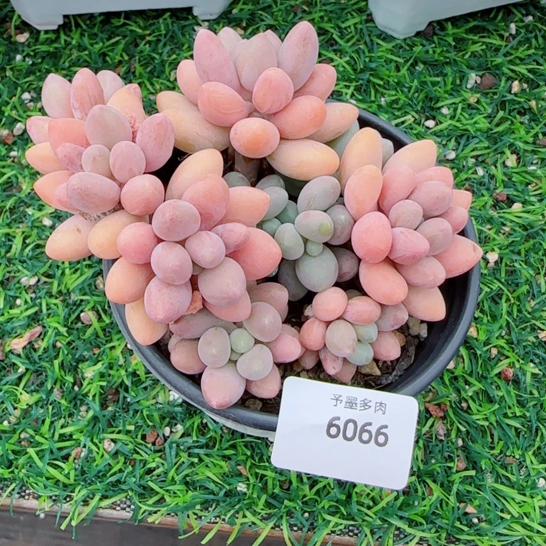 粉恋，6066多肉植物