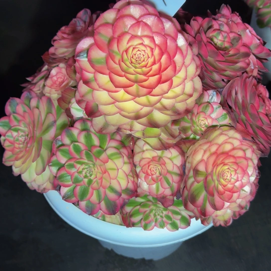 守*荔枝精品法师