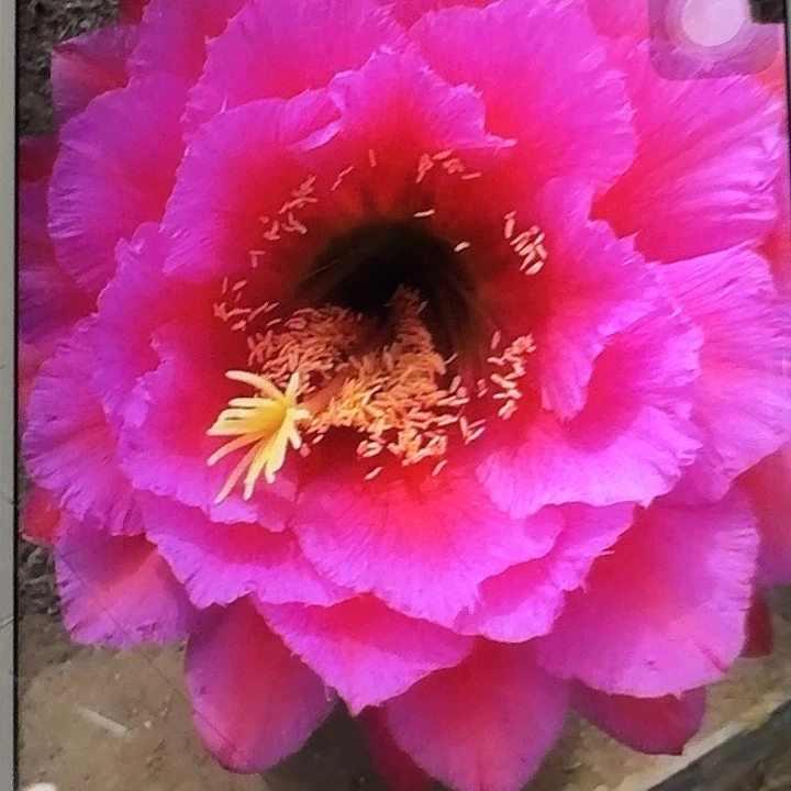 落雁侧芽5公分左右毛花柱（20包邮）