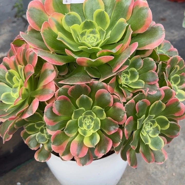 787特斯拉30厘米左右多肉