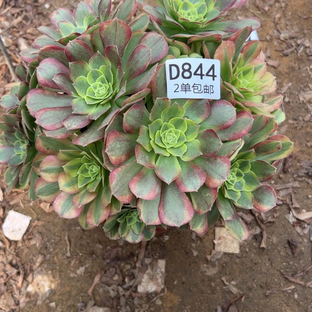 844多肉  奶白不包断头
