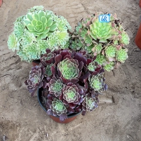 665多肉植物组合，