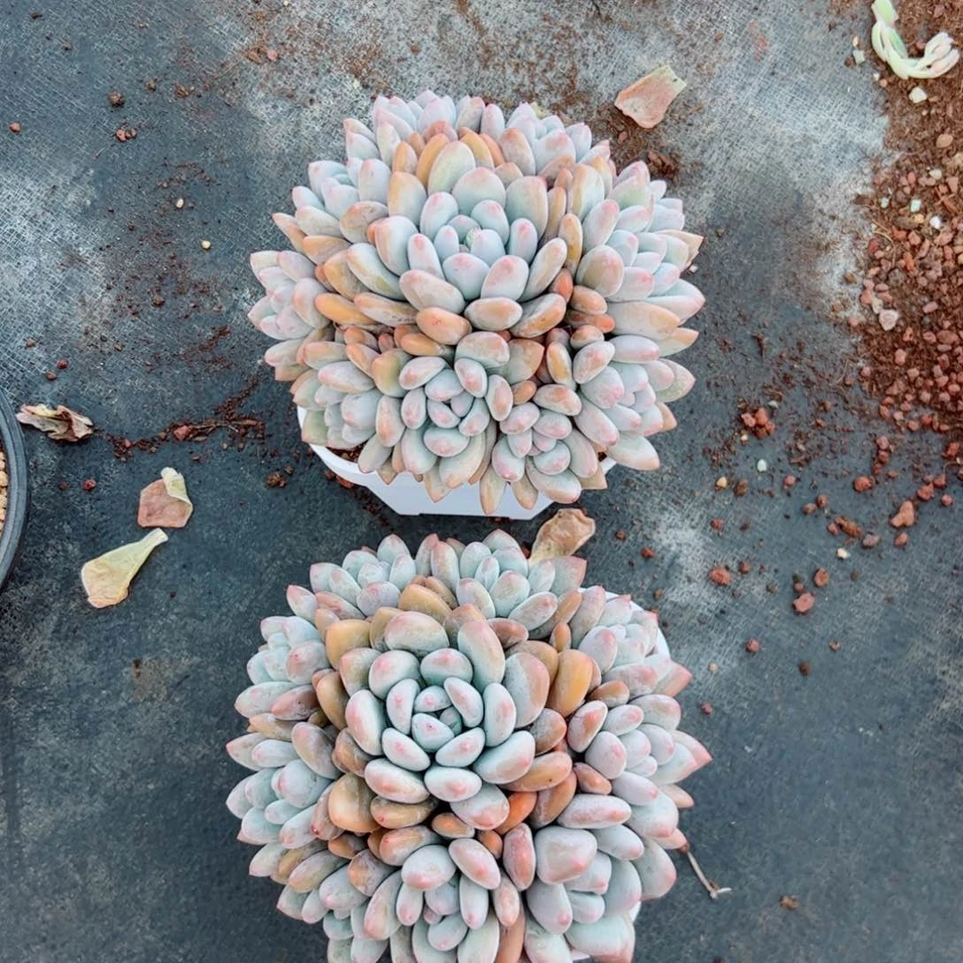 油*了多肉植物多肉植物