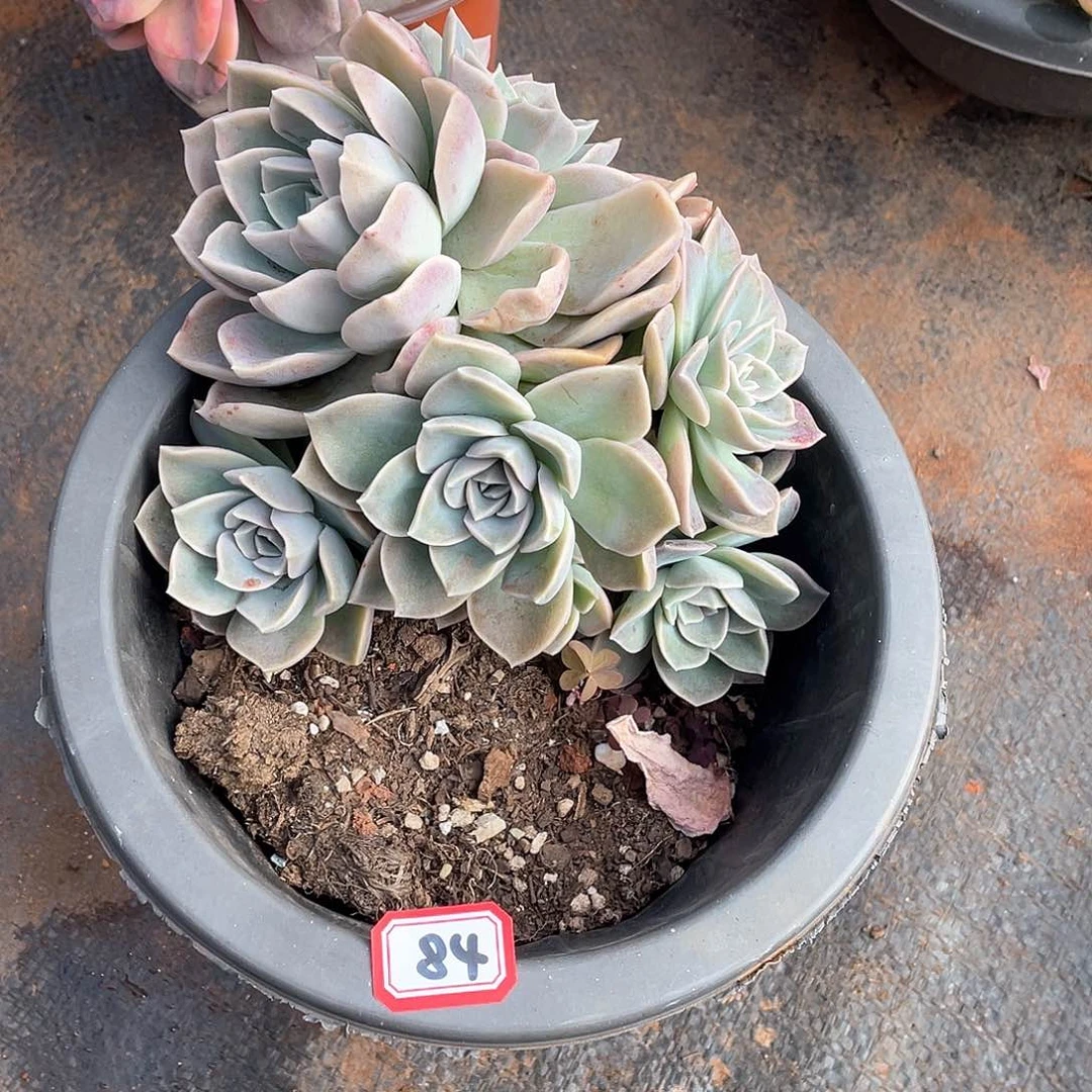 84哈利 一物一拍多肉