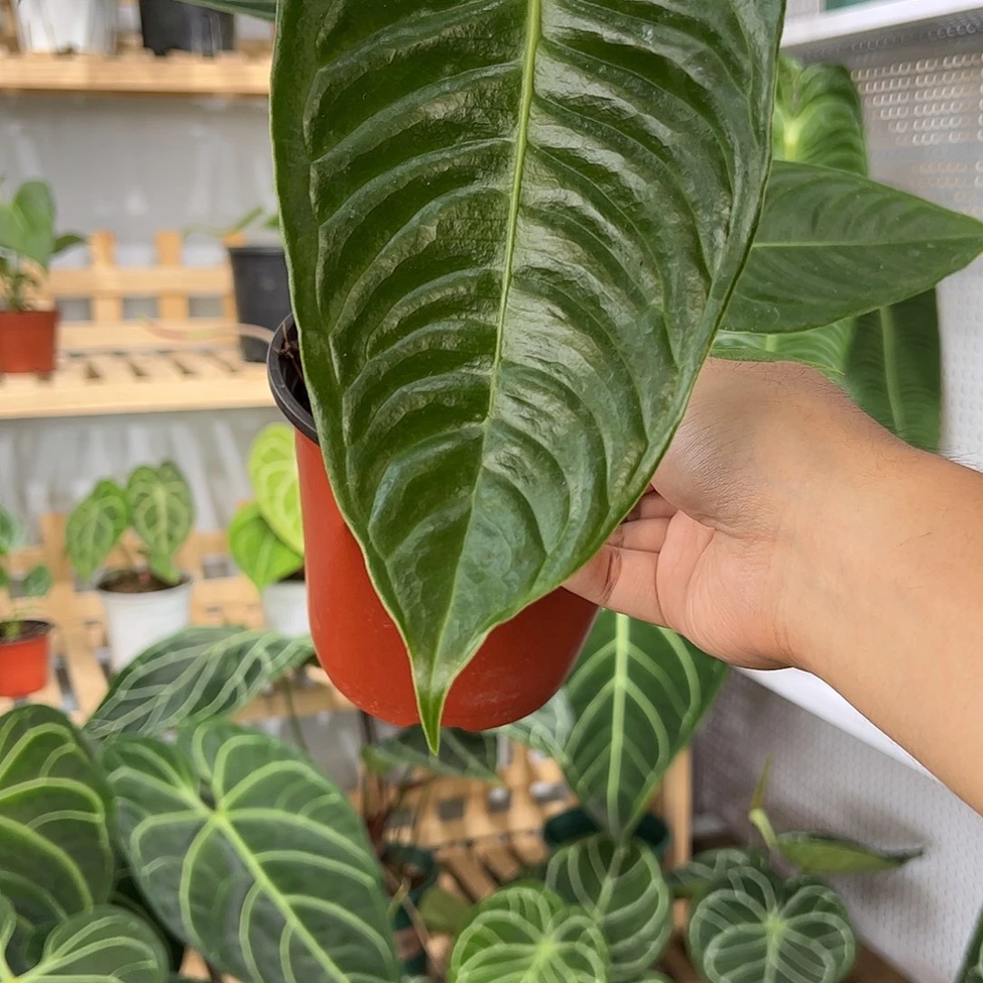 旧***_完全开放火鹤王花烛