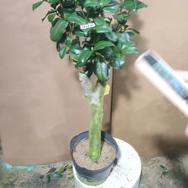 902魔术师，原盆原土发货，不包邮