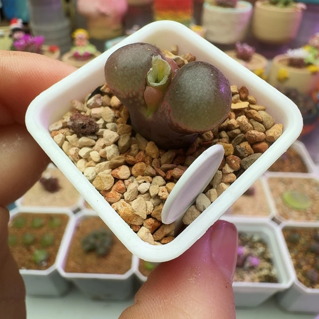 多肉植物日本原株红风铃188