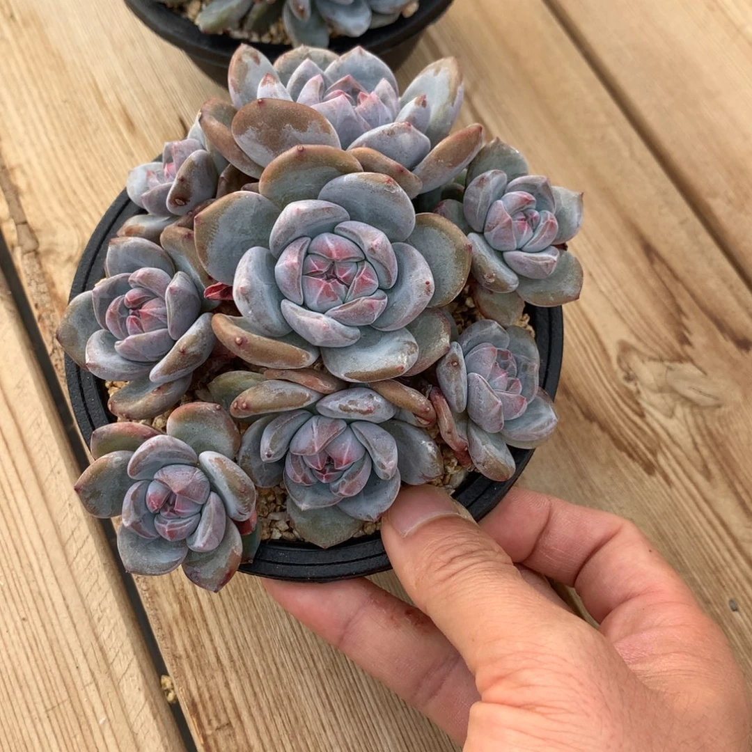 堯***卉尧卉突尼斯发货多肉