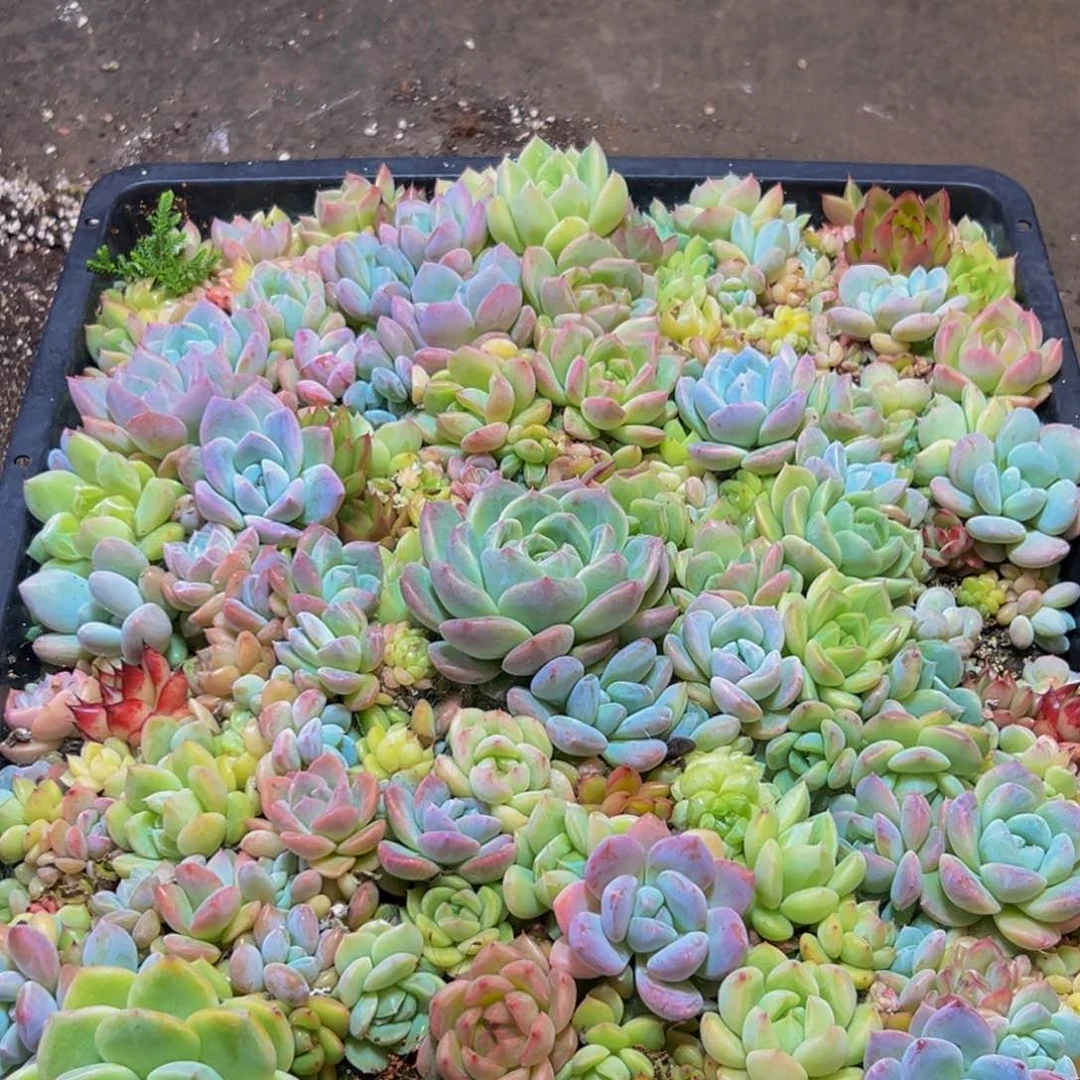 209多肉植物和植物在这里