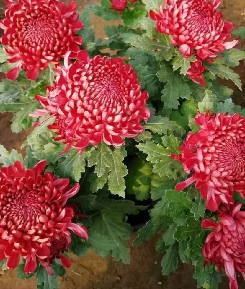 九月菊【红绣球】传统菊大花九月菊盆栽耐热寒 好养活
