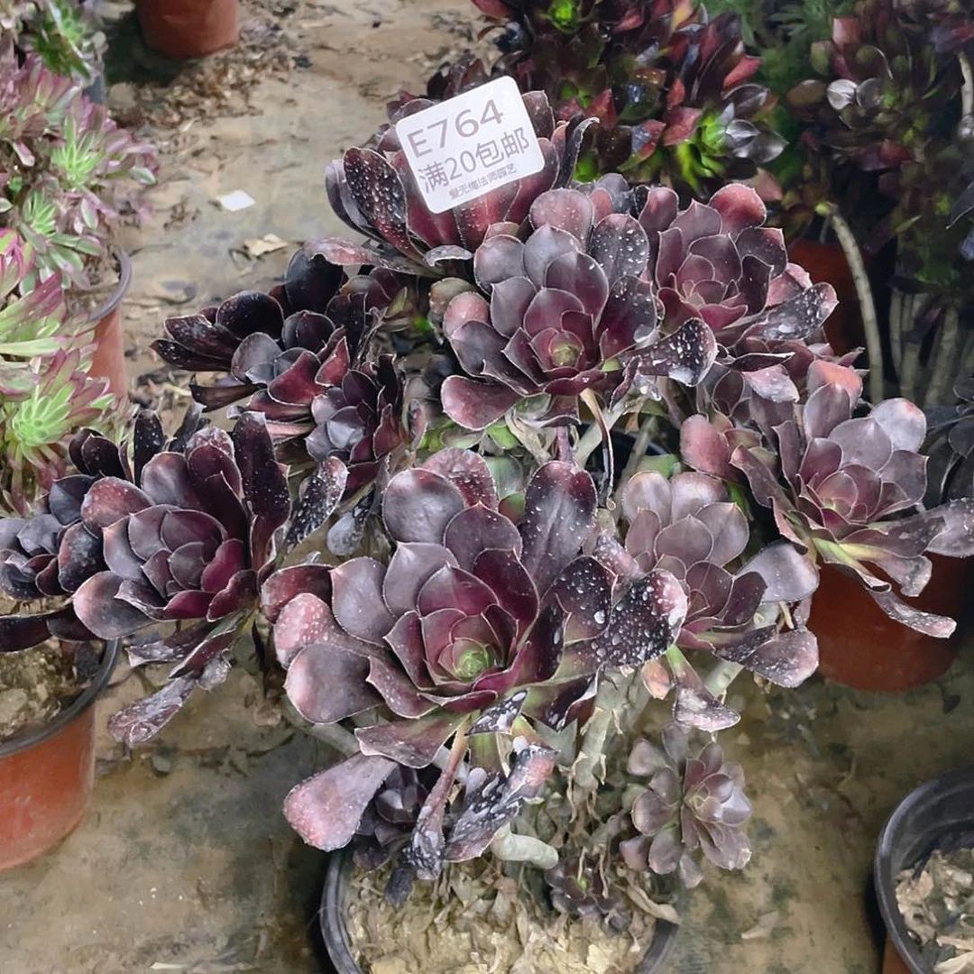 枫**语764黑原叶多肉法师