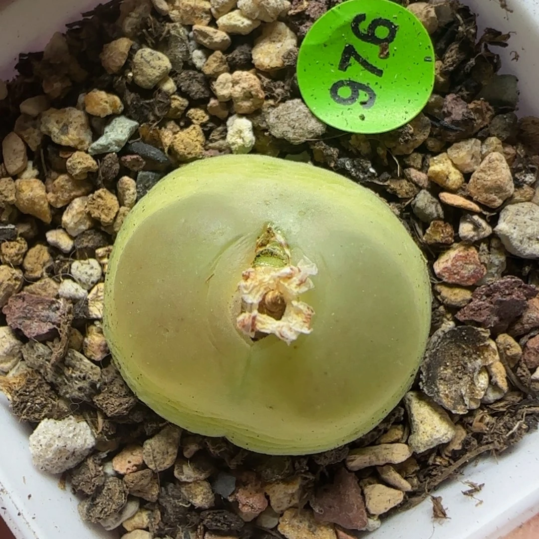 拉登2.38多肉植物976