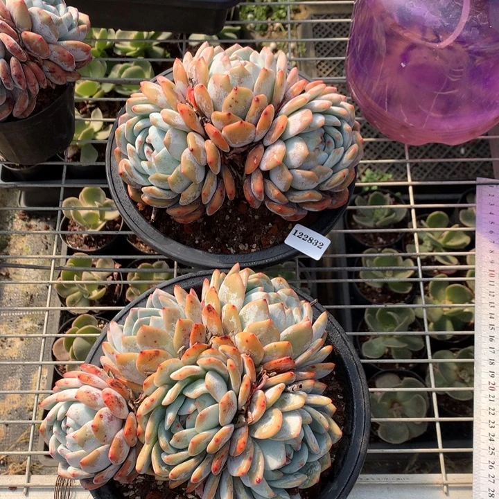 122832两个嗯嗯嗯嗯嗯嗯好