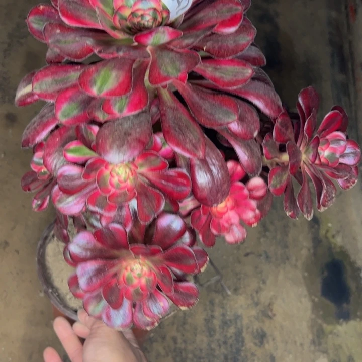 2942香奈儿多肉杆歪多肉植物