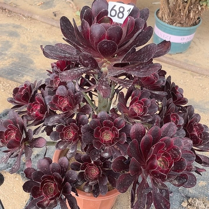 多肉植物法师681丽娜