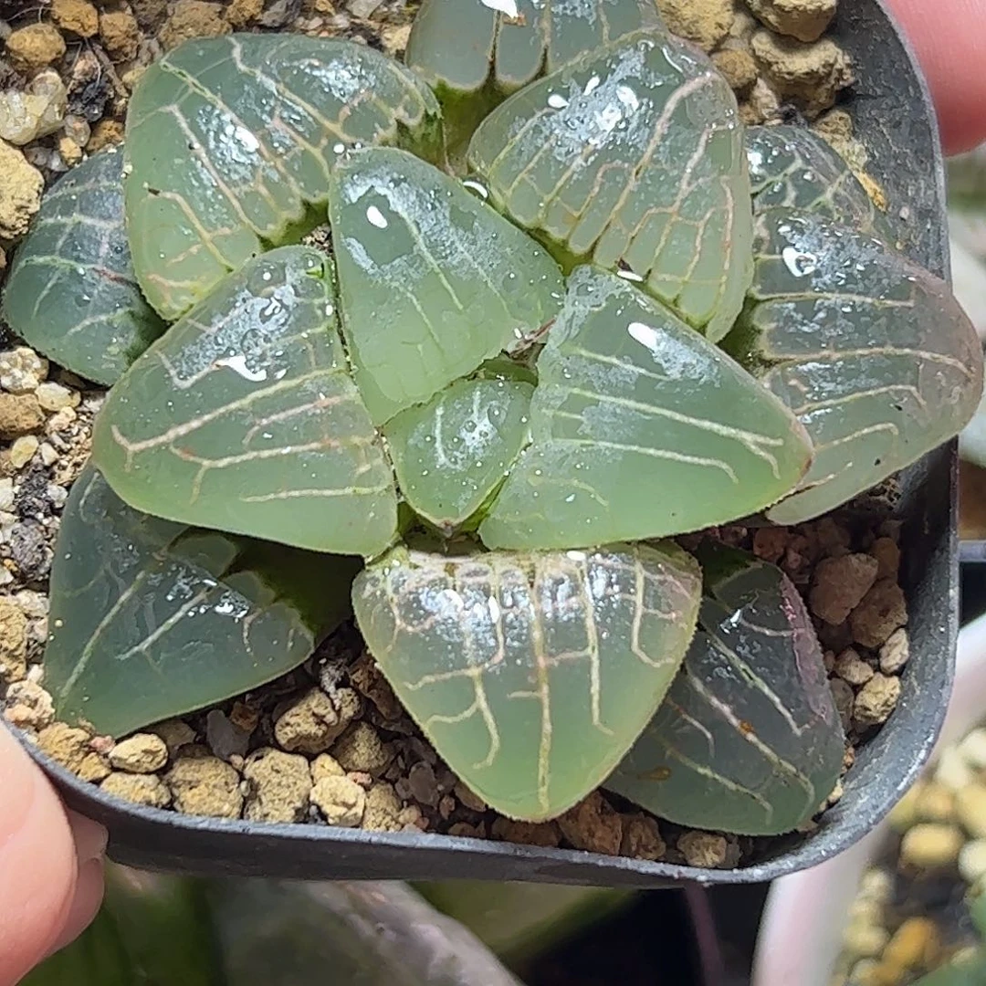 粉色甜心十二卷十二