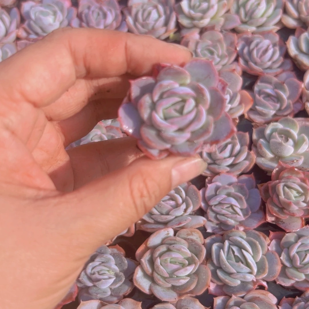 贝瑞精品多肉一盘