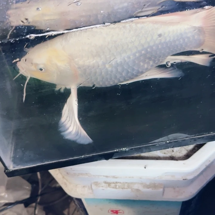 我***财海水鱼蝴蝶鲤包邮205