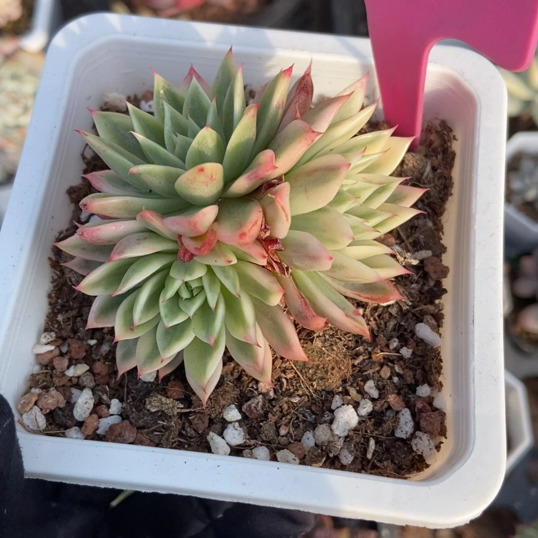 25蝴蝶飞锦多肉植物