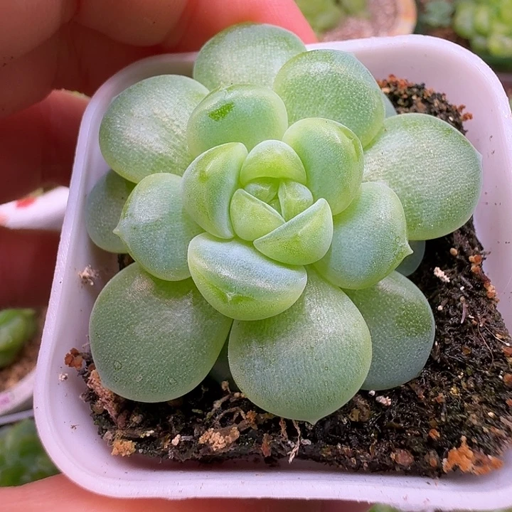 奶油财富单头福利随机