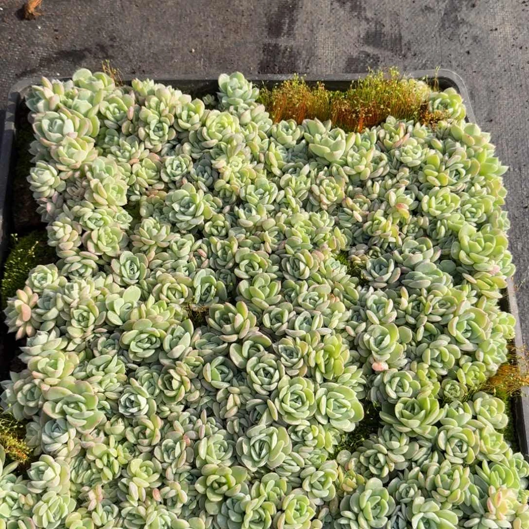 糖心切糕一筐一物一拍24-65