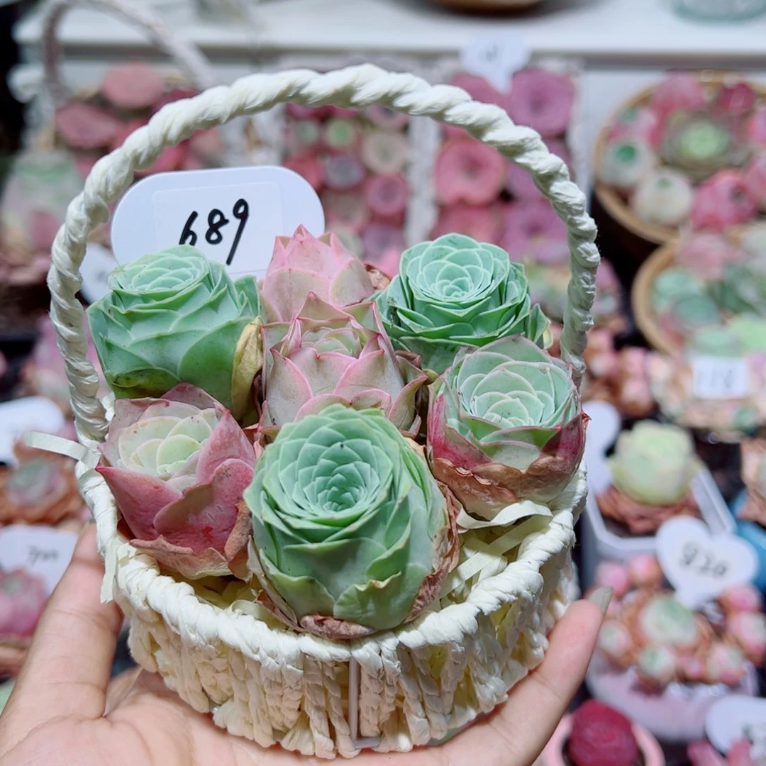 689新粉福利手提篮组合。