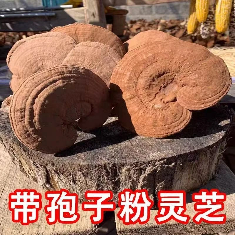 【助农推荐官专属】正宗带孢子粉的灵芝整朵可搭枸杞煮水煲汤泡酒