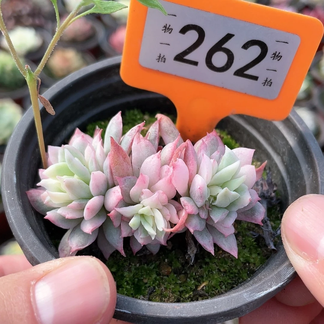 【闪购商品】262号
