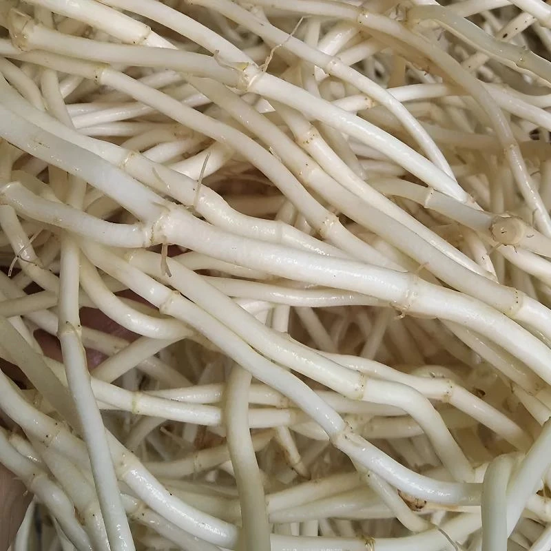 湖北当阳新鲜现挖洗净折耳根原产地直销